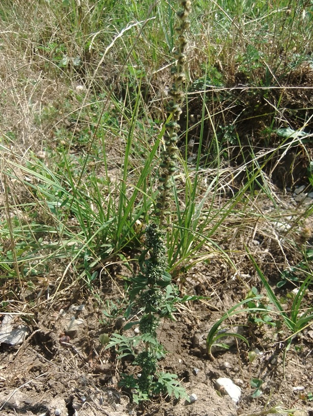 Image of Ambrosia psilostachya specimen.
