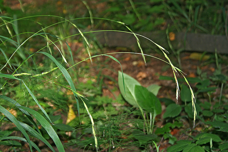 Image of Brachypodium sylvaticum specimen.