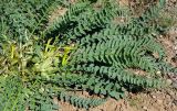 Astragalus macronyx. Цветущее и плодоносящее растение. Казахстан, хр. Каратау, окр. с. Таскомирсай. 01.05.2011.