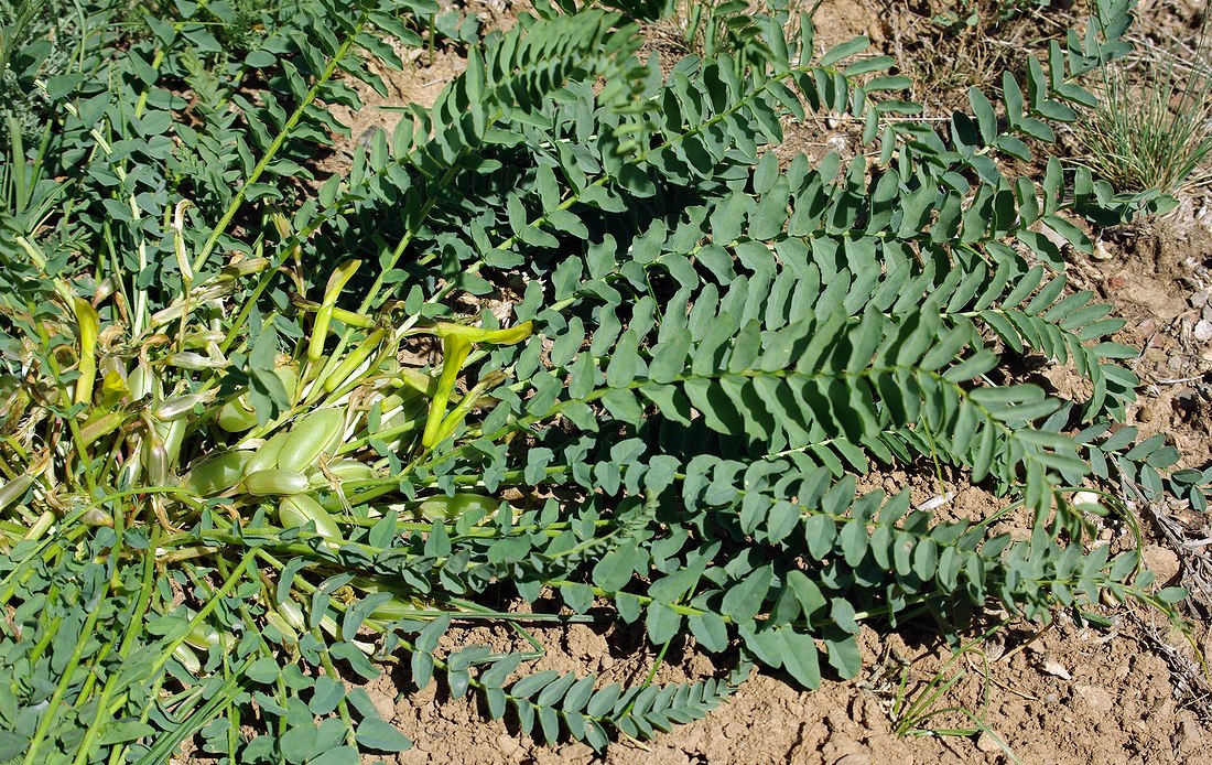 Image of Astragalus macronyx specimen.