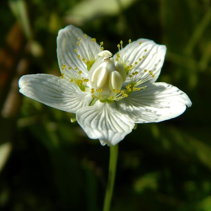 Изображение особи Parnassia palustris.