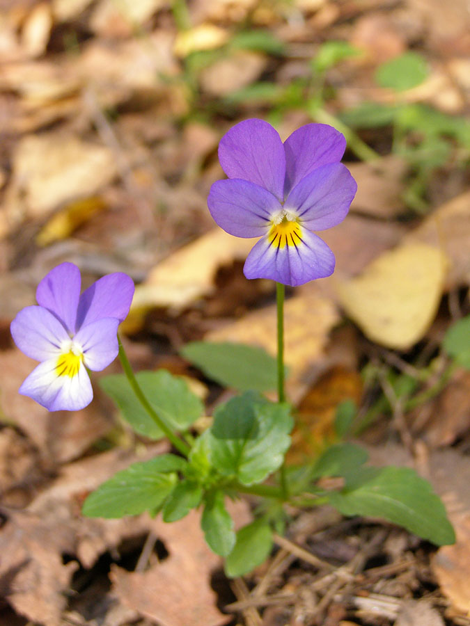 Image of Viola tricolor specimen.