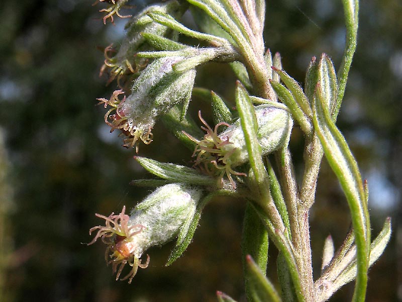 Изображение особи Artemisia umbrosa.