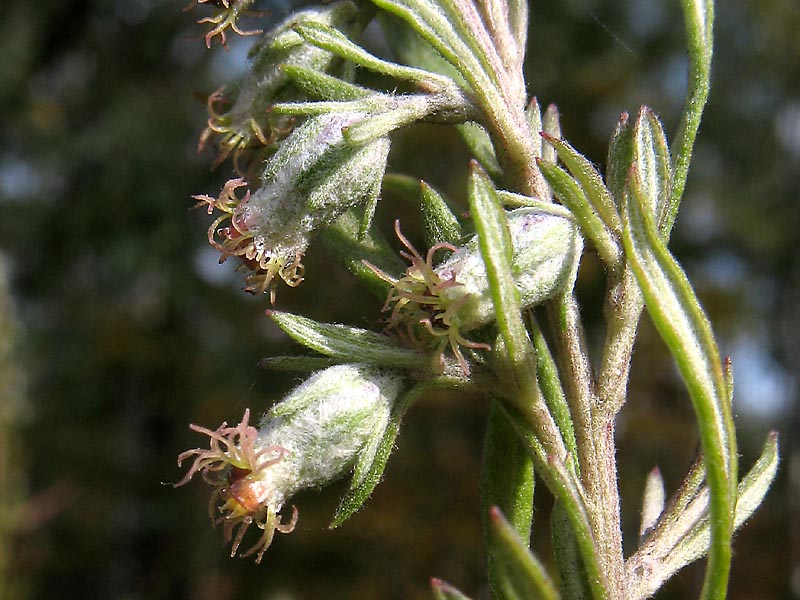 Image of Artemisia umbrosa specimen.