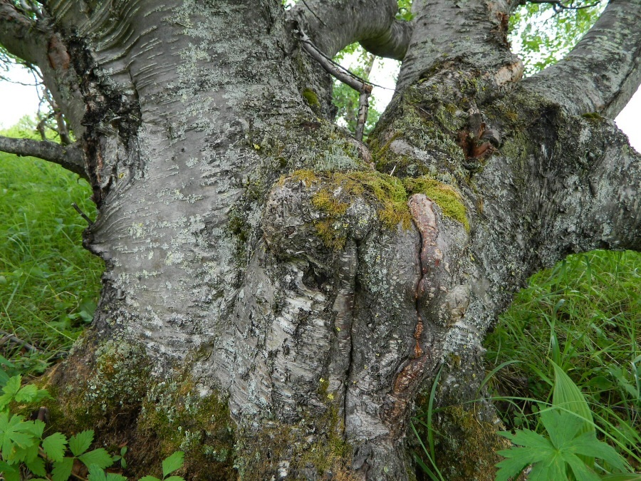 Image of genus Betula specimen.