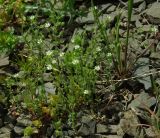 Arenaria serpyllifolia