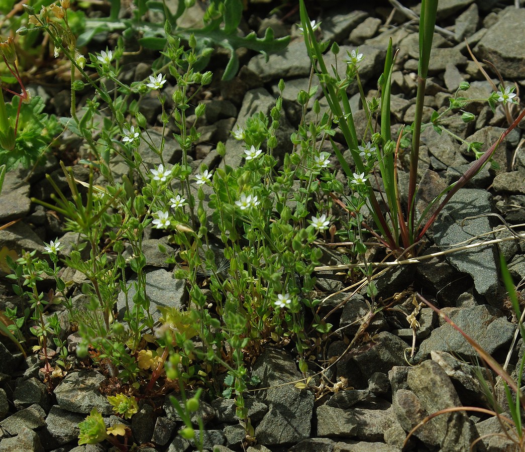 Изображение особи Arenaria serpyllifolia.