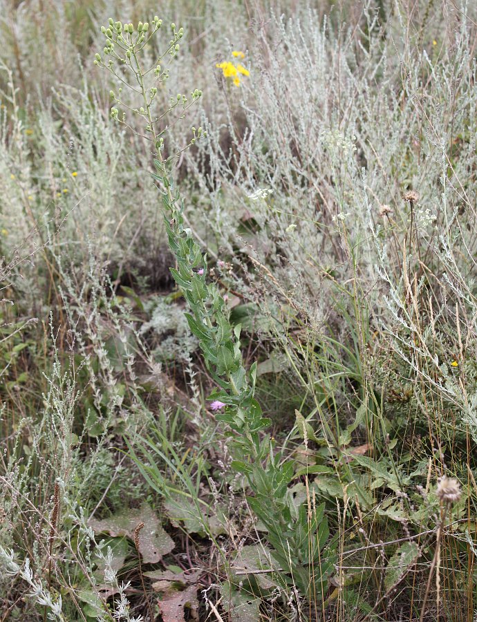 Image of Hieracium virosum specimen.