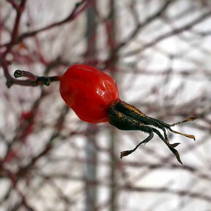 Image of Rosa glabrifolia specimen.