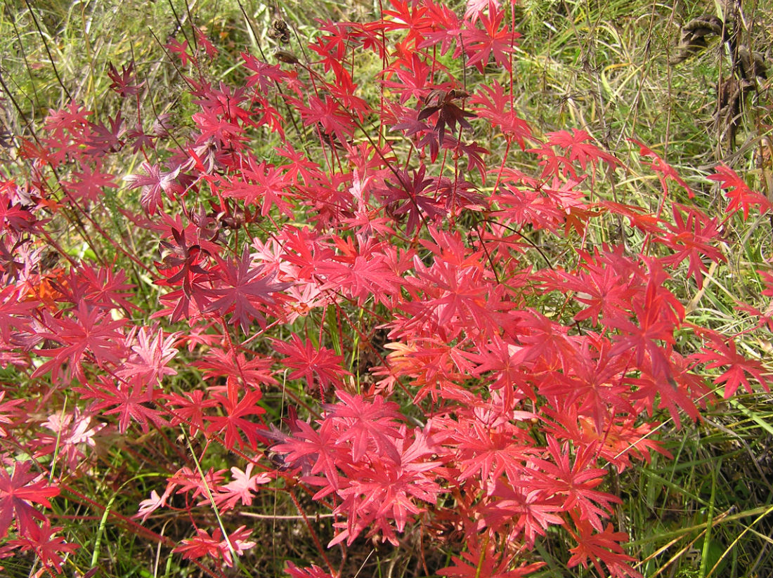 Изображение особи Geranium sanguineum.