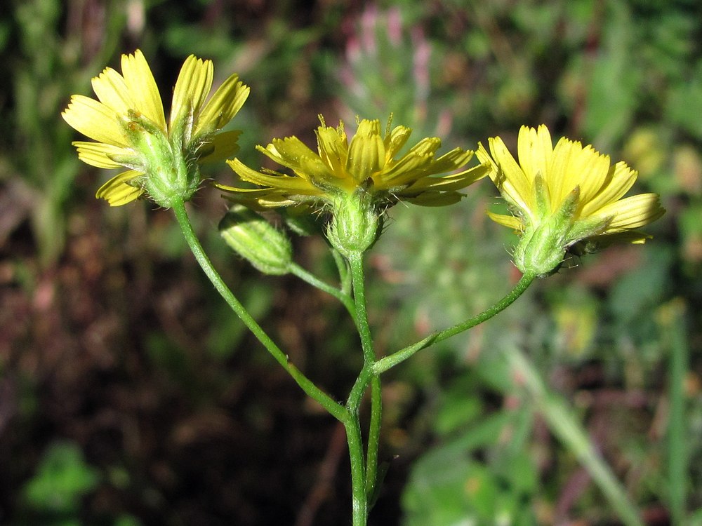 Изображение особи Crepis ramosissima.