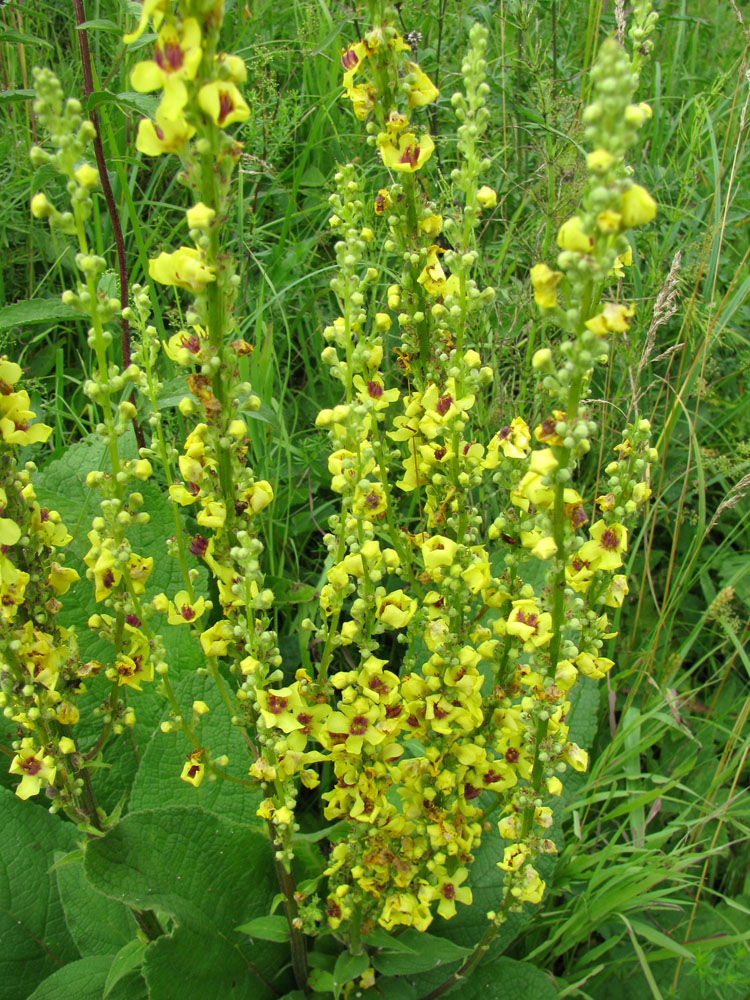 Изображение особи Verbascum nigrum.