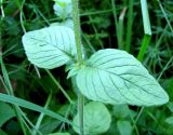 Clinopodium vulgare. Средняя часть побега. Чувашия, Моргаушский р-н, у дороги к дер. Шомиково, опушка леса. 12.07.2011.