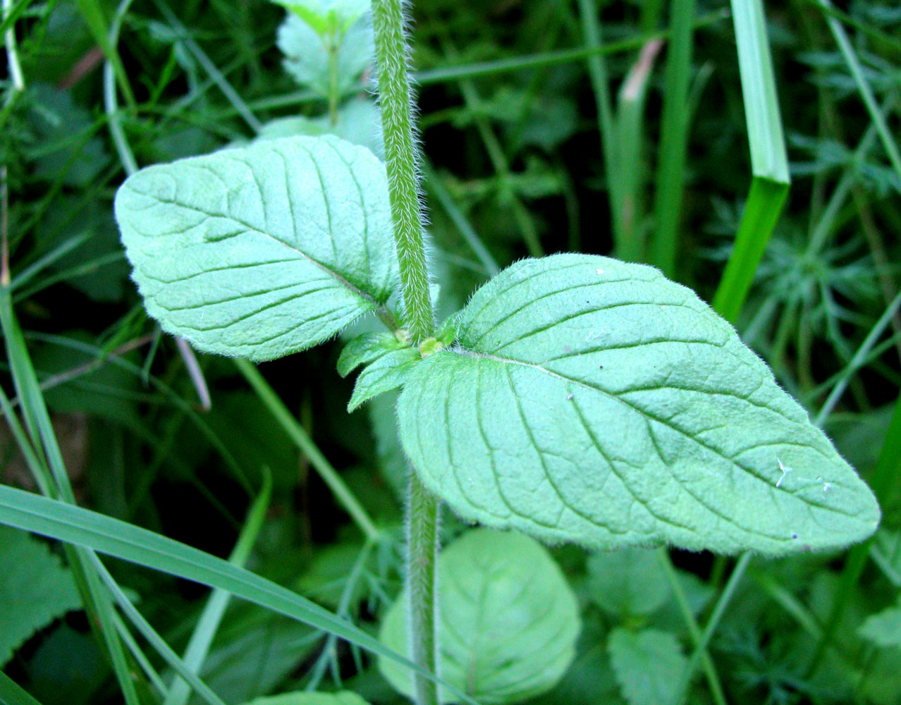 Image of Clinopodium vulgare specimen.