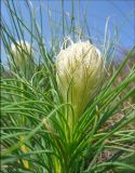 Asphodeline taurica. Верхушка растения с нераспустившимся соцветием. Черноморское побережье Кавказа, Новороссийск, близ мыса Шесхарис, томилляры. 4 апреля 2010 г.