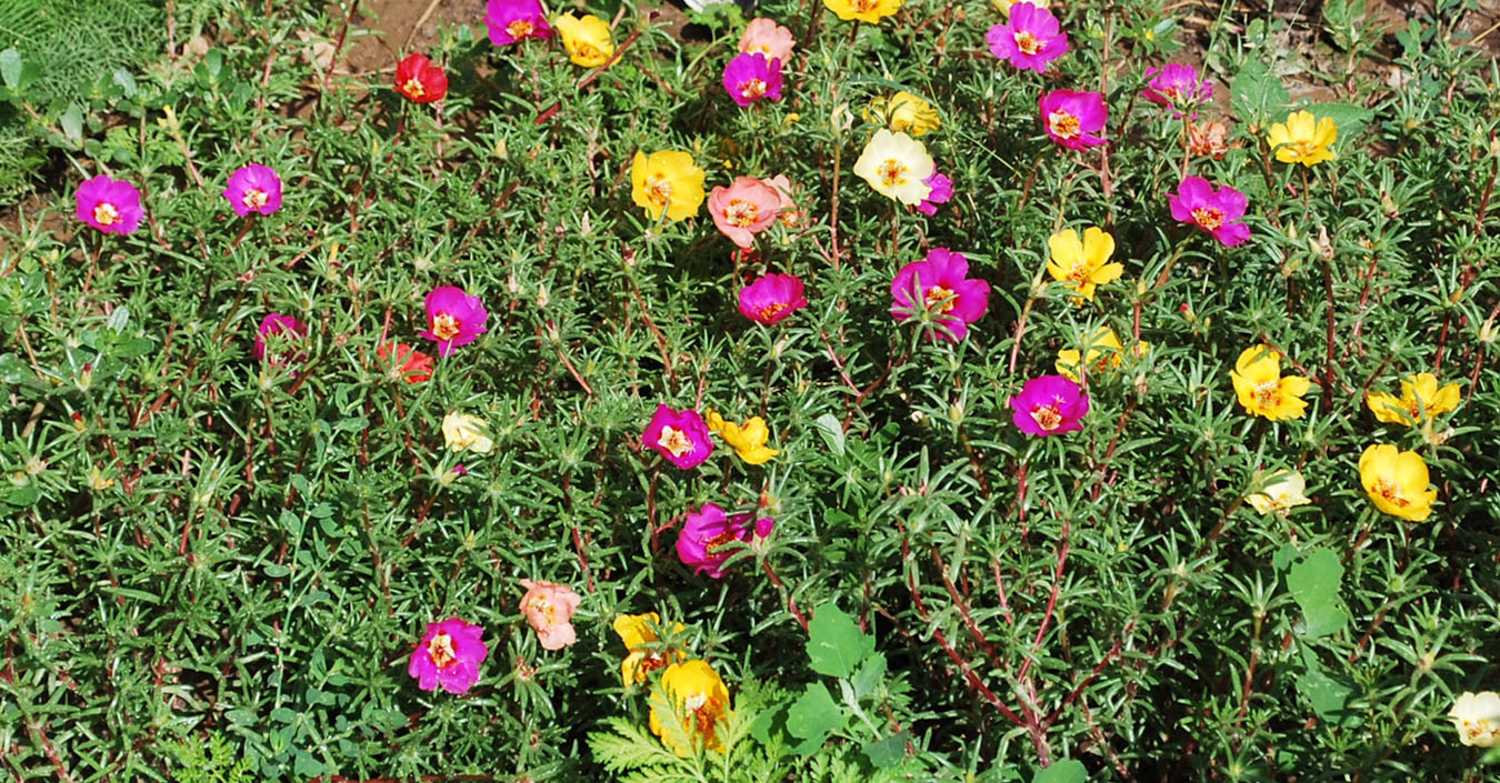 Image of Portulaca grandiflora specimen.