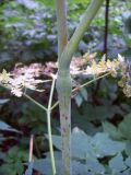 Chaerophyllum bulbosum