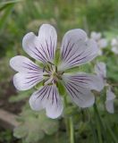 Geranium renardii