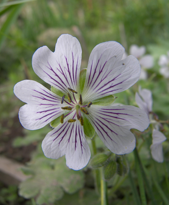 Image of Geranium renardii specimen.