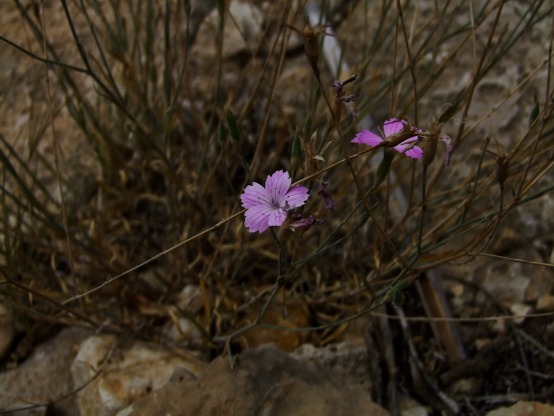 Image of Dianthus strictus specimen.