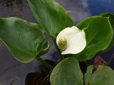 Calla palustris