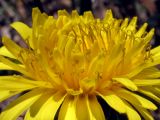 Taraxacum