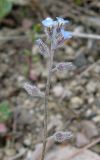 Myosotis ramosissima. Соцветие. Крым, Ялта, обочина дороги. 21 апреля 2012 г.
