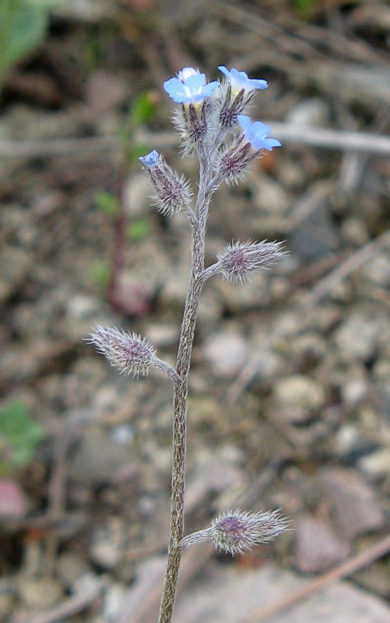 Image of Myosotis ramosissima specimen.