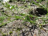 Stellaria graminea