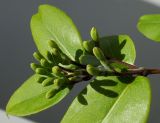 Lonicera acuminata. Верхушка побега с развивающимися соцветиями и листьями (увеличено). Германия, г. Кемпен, у забора. 12.05.2012.