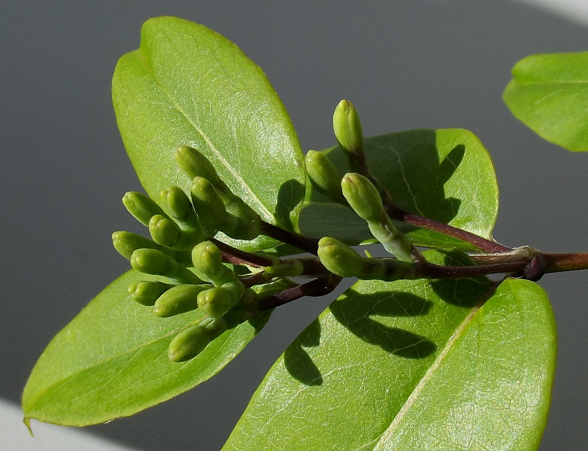 Image of Lonicera acuminata specimen.