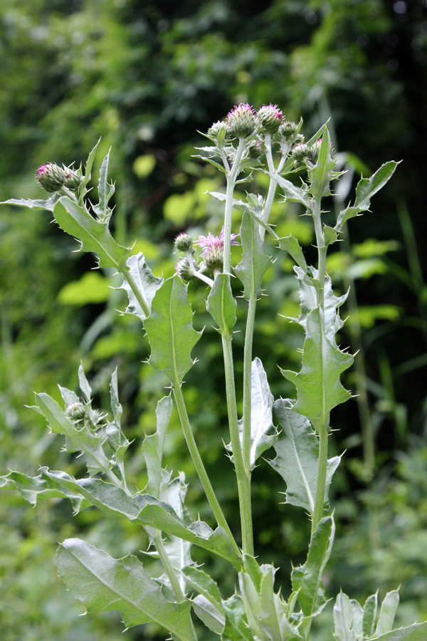 Изображение особи Cirsium ochrolepideum.
