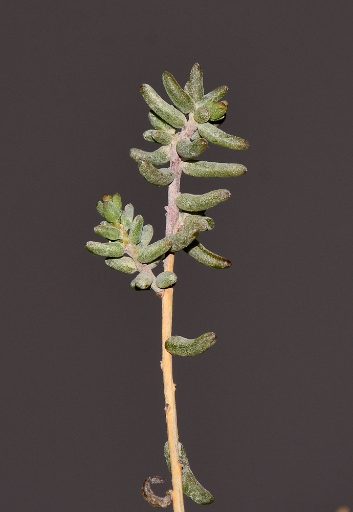 Image of Suaeda fruticosa specimen.