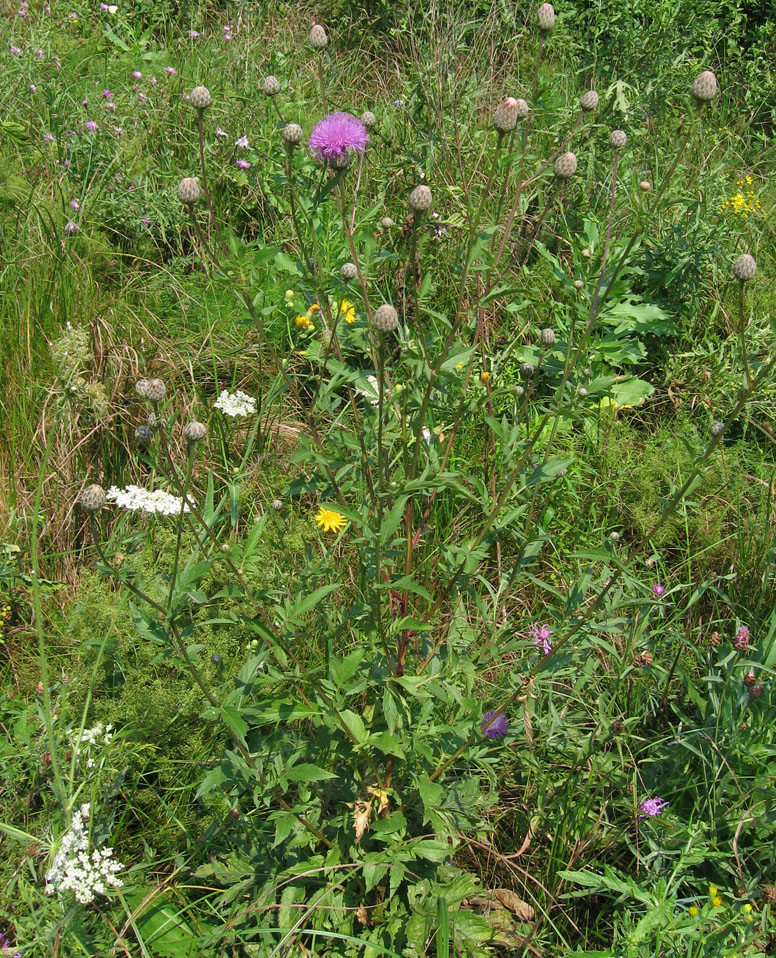 Изображение особи Serratula coronata.