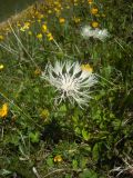 Centaurea cheiranthifolia