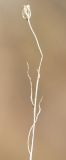 Campanula rotundifolia. Верхняя часть прошлогоднего побега с полуразрушившейся коробочкой. Окрестности Мурманска, начало июня.
