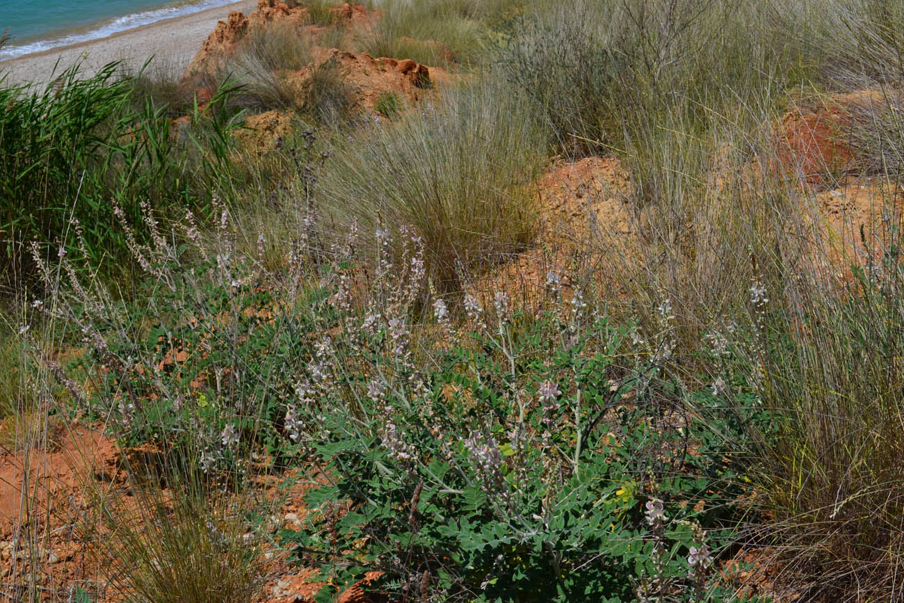 Image of Onobrychis pallasii specimen.