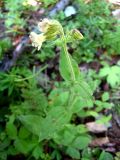Gastrolychnis saxatilis. Верхушка цветущего растения. Республика Саха (Якутия), Томпонский р-н, с. Кескил. 04.07.2012.