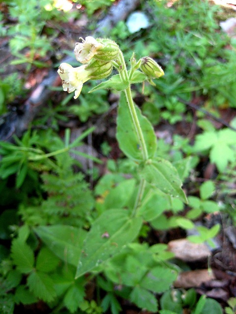 Изображение особи Gastrolychnis saxatilis.