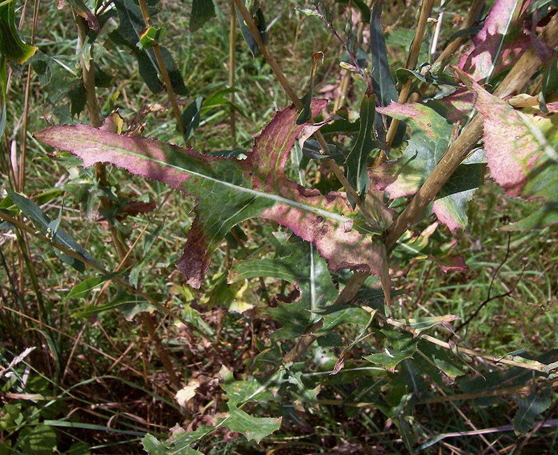 Изображение особи Lactuca serriola.