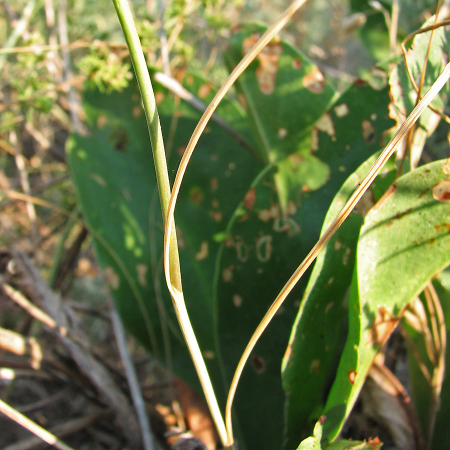 Image of Allium guttatum specimen.