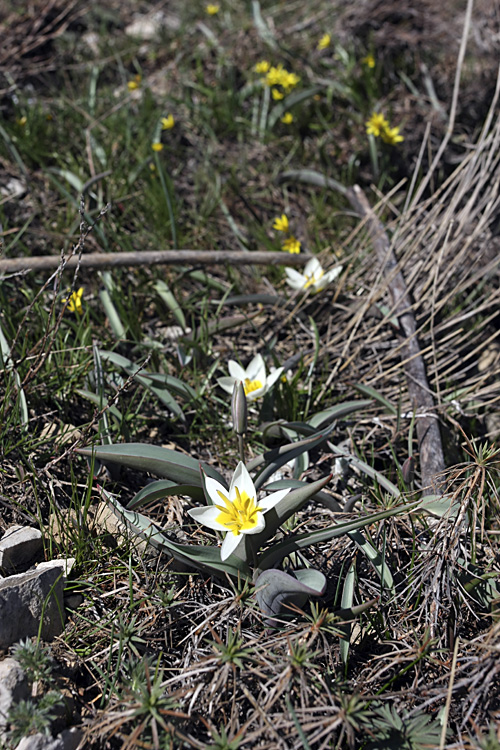 Image of Tulipa turkestanica specimen.