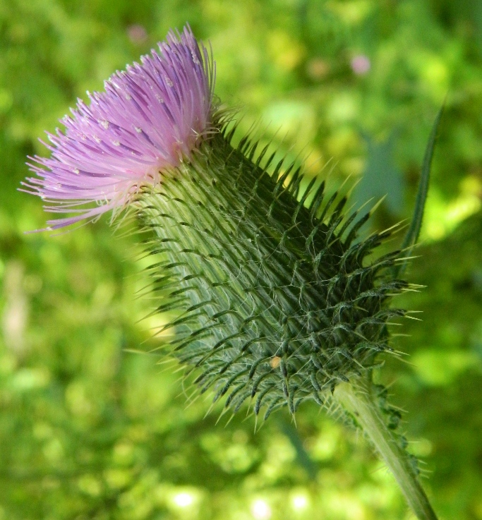 Изображение особи Cirsium vulgare.