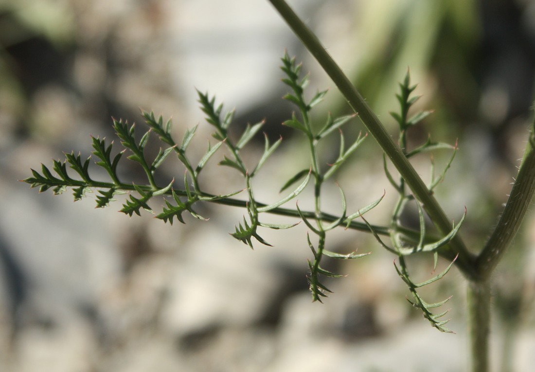 Image of Daucus carota specimen.