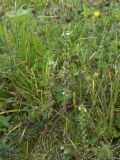 Euphrasia hirtella
