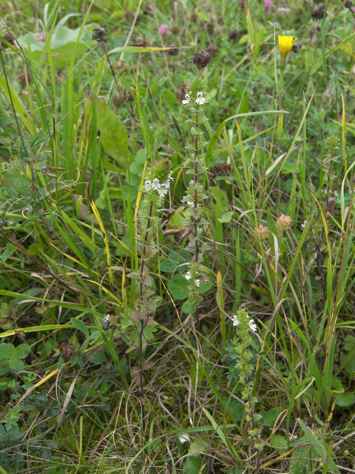 Изображение особи Euphrasia hirtella.