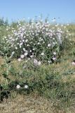 Convolvulus subhirsutus. Цветущее растение. Южный Казахстан, нижний Боролдай, 2 км выше пос. Коктюбе. 02.06.2012.