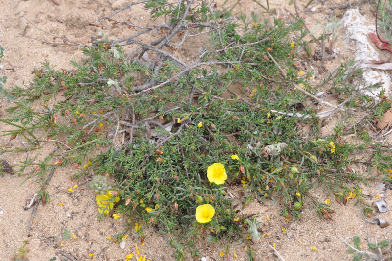 Изображение особи Fumana procumbens.