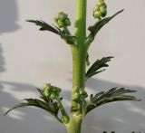 Image of taxon representative. Author is Валерий Куделя