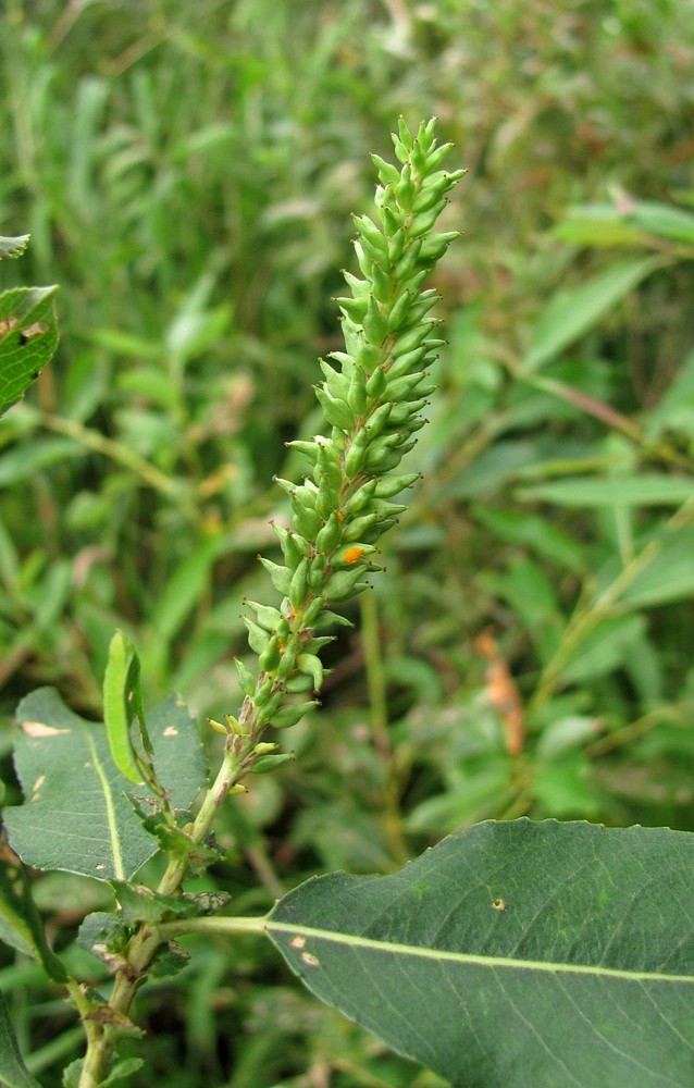 Image of Salix triandra specimen.